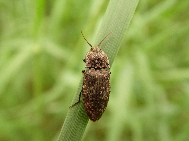 Agrypnus murinus